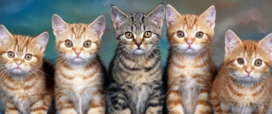 How to Redesign Related Posts in WordPress